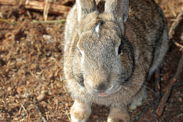 brown cute rabbit in the garden