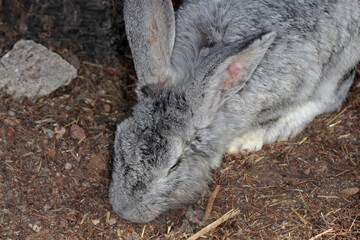 brown cute rabbit in the garden
