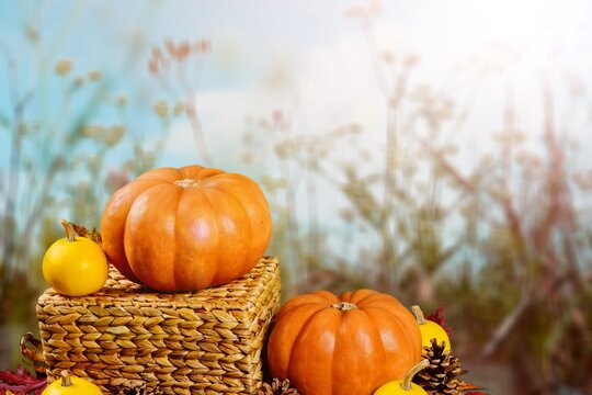 different types of pumpkins, Halloween decorations, lying in the field, mound, large, small, colorful