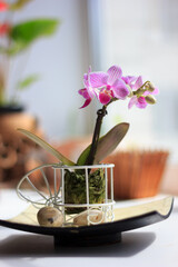 Beautiful palaenopsis mini orchid on the window