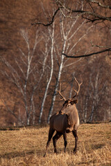 Red deer , Altai maral in its natural environment basks under the sun