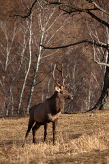 Red deer , Altai maral in its natural environment basks under the sun