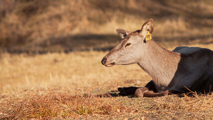 Red deer , Altai maral in its natural environment basks under the sun