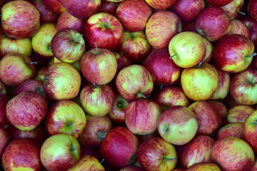 Apfel Jonagold in Südtirol, Vinschgau, Italien