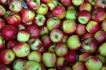 Apfel Pinova in Südtirol, Vinschgau, Italien