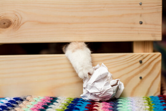 Feline paw is sticking out of a slit in a wooden box and tries to get a lump of paper. Games and amusements of pets. 
