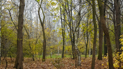 Autumn Landscape in One of the Park Areas. Sunlight Barely Breaks Through the Cloudy Sky