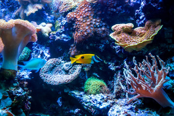 Fototapeta na wymiar Underwater shooting. Coral reef and colorful fish.