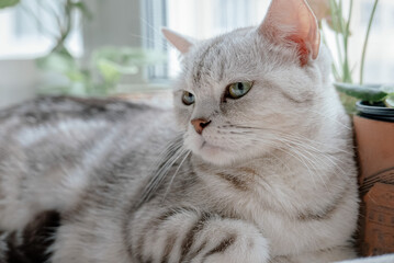 Lovely grey scottish straight cat laying down