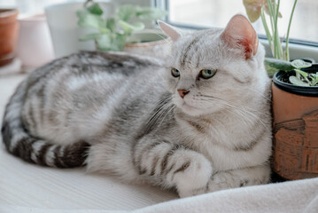 Lovely grey scottish straight cat laying down