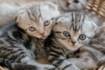 Lovely grey scottish fold kittens playing in a basket