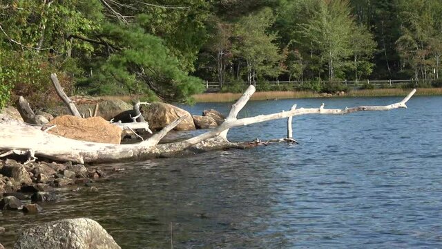 Acadia National Park, Maine, view of Eagle Lake with fallen tree in lake, trees, and rocks