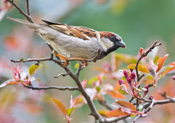 House sparrow