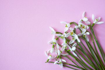 Bouquet of spring flowers of snowdrops on a pink background, space for text. Postcard for congratulations.
