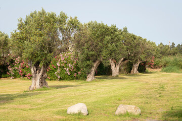 Fototapeta na wymiar Old olive trees in a grove in the Calabria country, south of Italy.