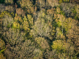 vue aérienne de la forêt à Rebets en Seine Maritime en France