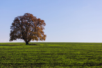 Obraz premium Lush single tree on a grass field