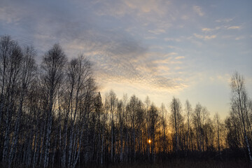 Sunrise in the forest in the autumn morning. White-trunk birches with loose leaves against the background of a relief blue sky with beautiful cirrus clouds. The sun disc is visible between the trunks 