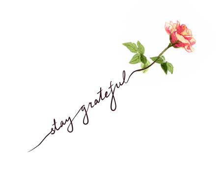 Rose with hand written inspirational quote Stay greateful . Watercolor flower, positive text for thankful, thanksgiving card