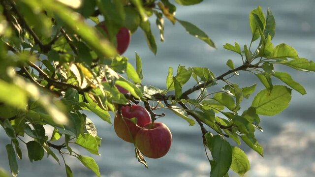 Acadia National Park, Maine, close up of apple tree with colorful apples bobbing in wind along with water in the background