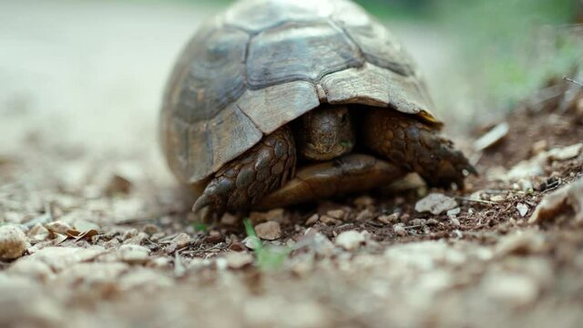 close up turtle slowly and carefully looked out of its shell outdoors in wild. tortoise crosses ground road into the bushes