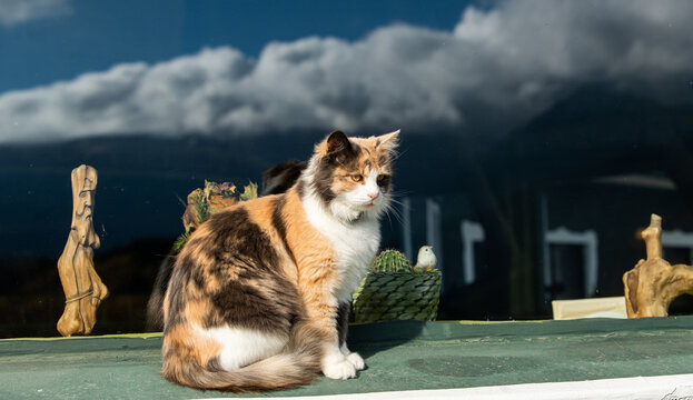 Calico breed cat with orange black and white shapes on it sitting in front of a window at the mountain side and resting in direct sunlight. Pet animals photography.