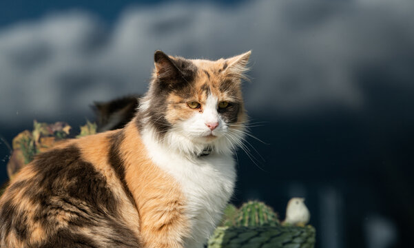 Calico breed cat with orange black and white shapes on it sitting in front of a window at the mountain side and resting in direct sunlight. Pet animals photography.