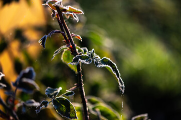 Rose leafs covered with morning frost in the garden