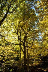 Autumn in the Pyrenees