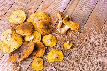 Organic yellow delicious fresh forest mushrooms rustic wooden background