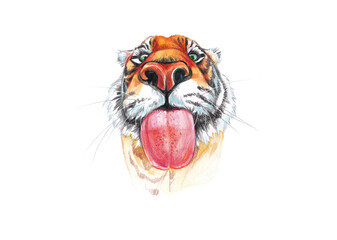 Tiger's muzzle with colored pencils and watercolors.Isolated on  white background is symbol of 2022. Printing calendars and postcards.