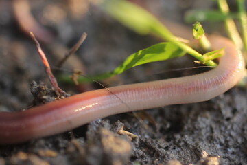 Mocro of an Earthworm