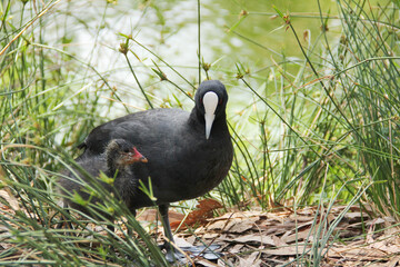 View of a mother Eurasian coot with her chick