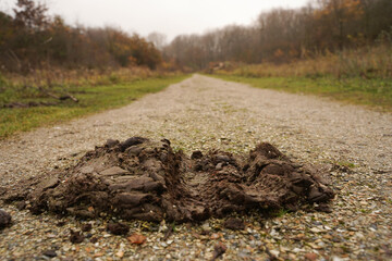 Trail of a mountain bike in the feces of a wild cow