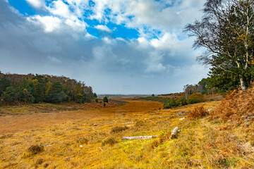 Obraz premium my backyard new forest landscape