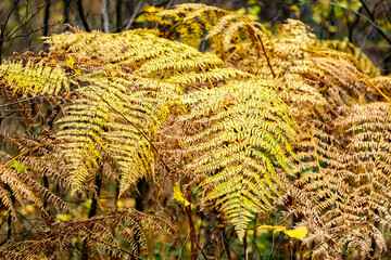 my backyard new forest landscape