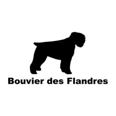 ouvier des Flandres