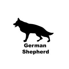  German shepherd.