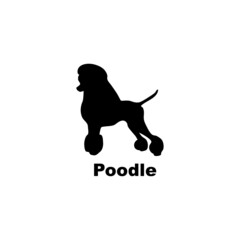 Poodle