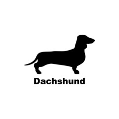Dachshund.