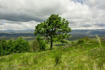 Obraz premium Paisaje con arbol en primer plano