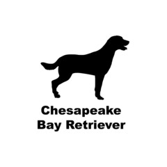  Chesapeake Bay Retriever