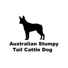  australian stumpy tail cattle dog