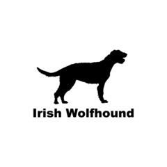  irish wolfhound