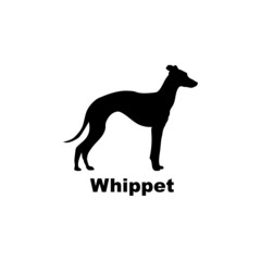 Whippet