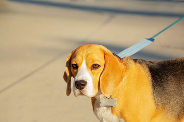 a beagle dog on a short leash in an urban environment.
