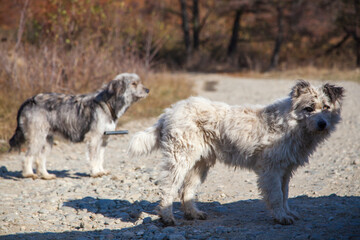Shepherd dogs at work