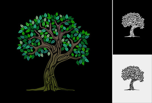 vibrant of olive tree hand drawing