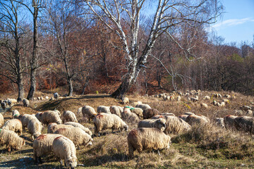 Fototapeta premium Flock of sheep in Romania