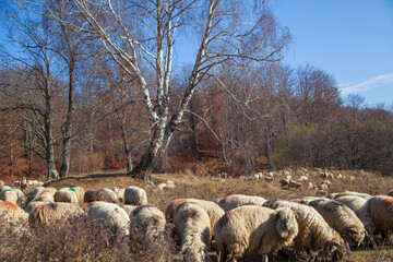 Flock of sheep in autumn time